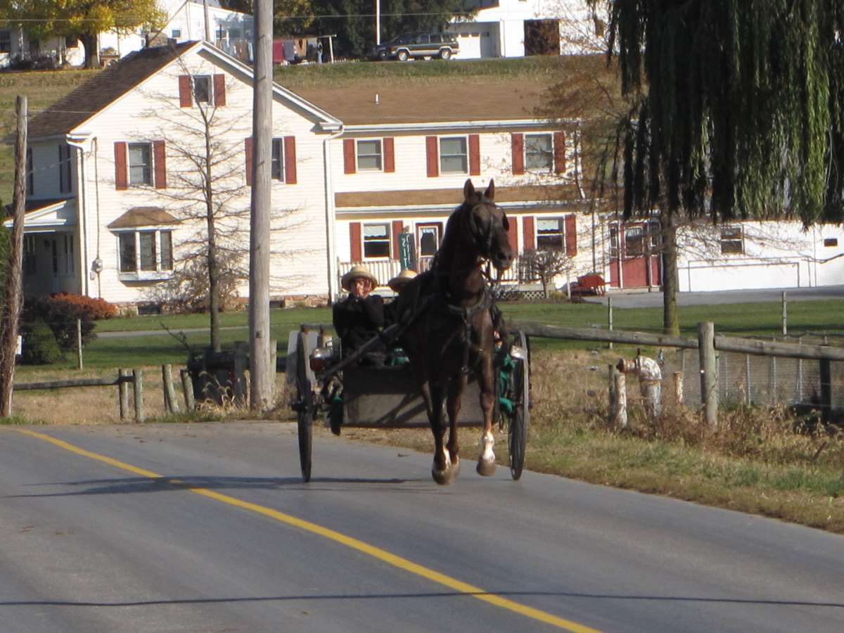 Horse and buggy riding on a road with a yellow centre line